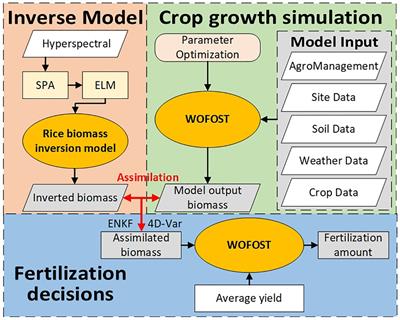 Research on fertilization decision method for rice tillering stage based on the coupling of UAV hyperspectral remote sensing and WOFOST